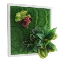 Bello Plant - Pearl Flat Plant - roślina XL do obrazów 3D