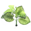 Bello Plant - Green Hearts - roślina XL do obrazów 3D