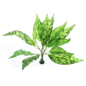 Bello Plant - Snake Plant - roślina XL do obrazów 3D