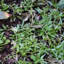 Roślina Invitro kubek mini -heteranthera zosterifolia