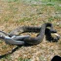 Repti-zoo Snake Tong - metalowy chwytak do węży