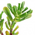 Eco Plant - Crassula Helmsii - InVitro duży kubek