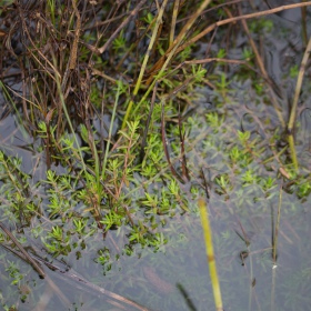 Eco Plant - Crassula Helmsii - InVitro duży kubek