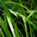 Eco Plant - Echinodorus Magdalensis - InVitro duży kubek