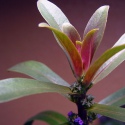 Roślina InVitro - Ammania gracilis