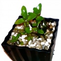 Roślina InVitro - Alternanthera Bonsai