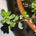 Roślina InVitro - Alternanthera Bonsai