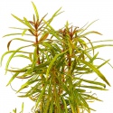 Roślina InVitro - Pogostemon Stellatus