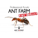 Ant Expert King's Valley - formikarium akrylowe profesjonalne