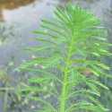 Roslina Invitro mini kubek - Myriophyllum Aquaticum