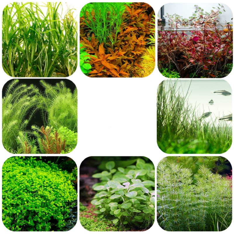 Eco Plant Standard - zestaw...